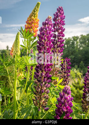 Viola e arancione di lupino fiori che crescono nel giardino Foto Stock