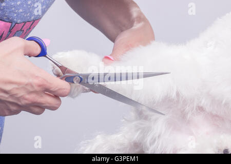 Chiudere fino cane il taglio di capelli di pelliccia, forbici. Foto Stock