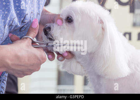 Chiudere fino cane testa a fresare il taglio di capelli del cane forbici. Foto Stock