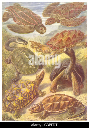 Tartaruga: Tartaruga Liuto Hawksbill Matamata Elefante Snapping Terra, 1907 Foto Stock
