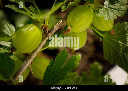 Uva spina su un gooseberry bush. Foto Stock