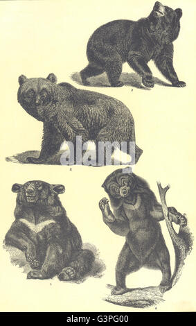 Porta: Black Bear Ursus Americanus Brown Arctos Himalayan Torquatus Malay, 1907 Foto Stock