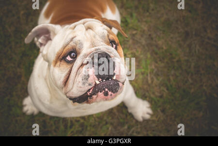 Bulldog inglese cane cercando Foto Stock