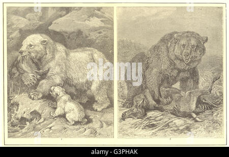 Porta: orso polare(Ursus maritimus); Grizzly(horribilis), antica stampa 1907 Foto Stock