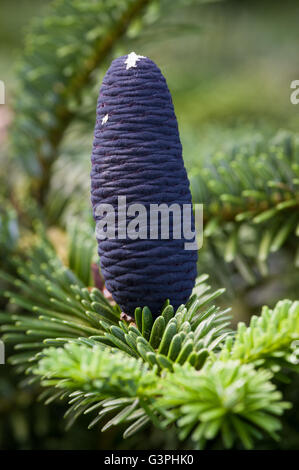 Un cono è un organo su piante nella divisione Pinophyta che contiene le strutture riproduttive. Foto Stock