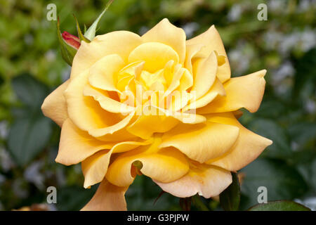 Floribunda, rosa (Rosa), 'Peacekeeper', Westfalenpark, Dortmund, Renania settentrionale-Vestfalia Foto Stock