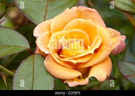 Floribunda, rosa (Rosa), 'Peacekeeper', Westfalenpark, Dortmund, Renania settentrionale-Vestfalia Foto Stock