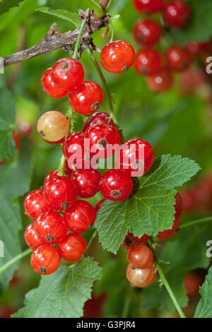 Ribes (ribes rubrum), bacche, in un giardino, Dortmund, Renania settentrionale-Vestfalia Foto Stock