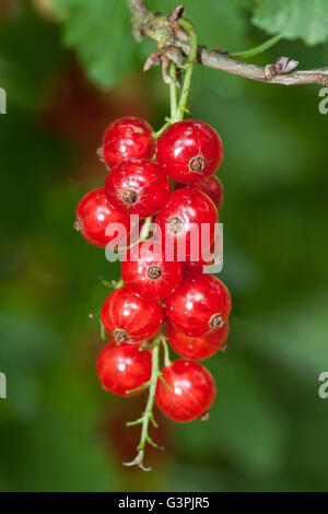 Ribes (ribes rubrum), bacche, in un giardino, Dortmund, Renania settentrionale-Vestfalia Foto Stock