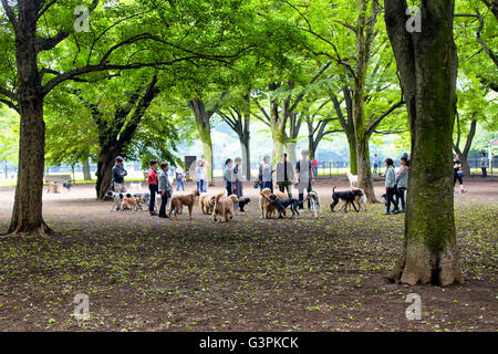 TOKYO - Maggio 2016: cani e proprietari giocare nella natura a Yoyogi Park il 28 maggio 2016 Foto Stock