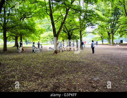 TOKYO - Maggio 2016: cani e proprietari giocare nella natura a Yoyogi Park il 28 maggio 2016 Foto Stock