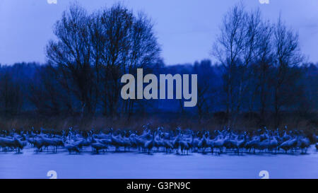 Gru comune al posto letto, grus grus, goldenstedter moor, Bassa Sassonia, Germania Foto Stock