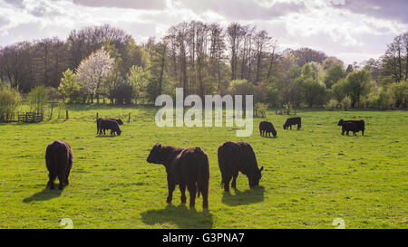 Nero galloway cattles sul pascolo verde, Landkreis Vechta, oldenburg münsterland, Bassa Sassonia, Germania Foto Stock