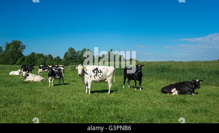 Black pied cattles sul pascolo verde, landkreis cloppenburg, oldenburg münsterland, Bassa Sassonia, Germania Foto Stock