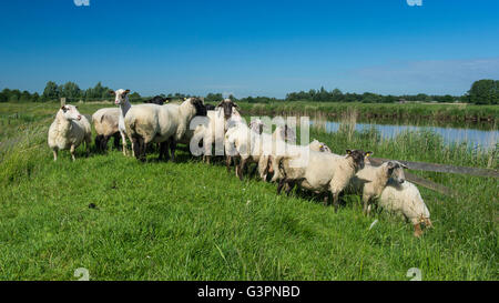 Gregge di pecore in un argine del fiume jümme, landkreis cloppenburg, oldenburg münsterland, Bassa Sassonia, Germania Foto Stock