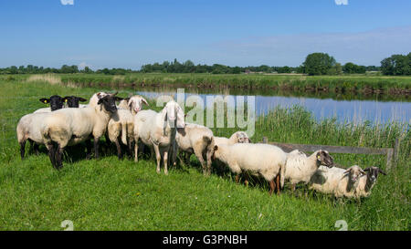 Gregge di pecore in un argine del fiume jümme, landkreis cloppenburg, oldenburg münsterland, Bassa Sassonia, Germania Foto Stock