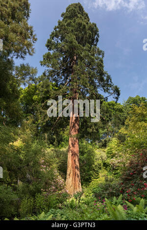 Albero Gigante conifer Foto Stock