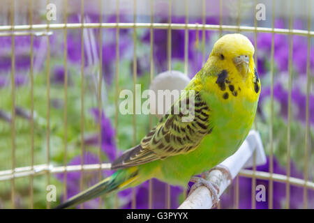 Verde pappagallo ondulato si siede in una gabbia Foto Stock