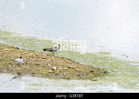 Una Pavoncella in piedi sul bordo delle acque Foto Stock