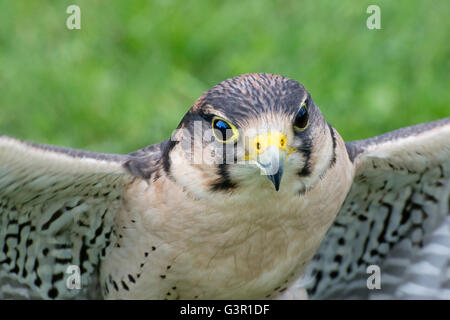 Close-up di un Lanner Falcon. Foto Stock