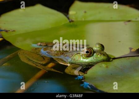 American bullfrog floating tra ninfee Foto Stock