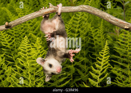 Un bambino di opossum appesi per la coda da una succursale nel bosco. Foto Stock