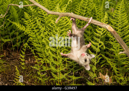 Un bambino di opossum appesi per la coda da una succursale nel bosco. Foto Stock