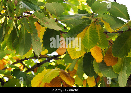 Autunno dense foglie colorate su un albero di quercia. Foto Stock