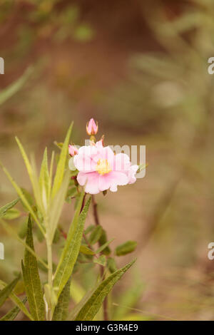 Wild Rose fiore su una spiaggia in estate a Chatham, Massachusetts il Cape Cod. Foto Stock