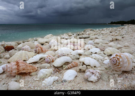 Spiaggia naturale con conchiglie e coralli durante le tempeste, Isola di Natale, Kiribati Foto Stock