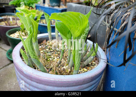 Hosta crescendo in bicchieri su un alto Barbican station wagon tetto piano giardino balcone in primavera nella città di Londra UK KATHY DEWITT Foto Stock