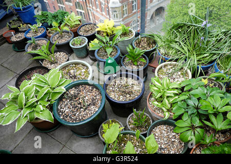 Gruppo di varie piante di Hosta raggruppate in pentole su alto Barbican Estate Flats tetto giardino balcone in primavera nella città di Londra UK KATHY DEWITT Foto Stock