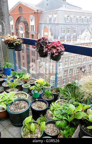 Hosta crescendo in un gruppo di vasi raggruppati su un alto Barbican station wagon tetto piano giardino balcone in primavera nella città di Londra UK KATHY DEWITT Foto Stock