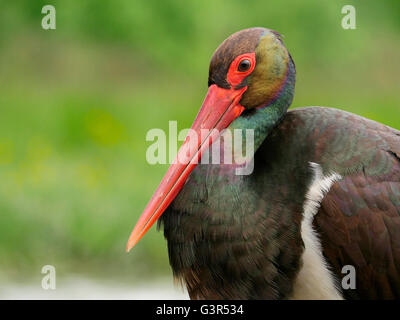 Cicogna Nera, Ciconia nigra, singolo uccello colpo alla testa, Ungheria, Maggio 2016 Foto Stock