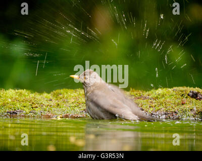 Merlo, Turdus merula, unica donna in acqua, Ungheria, Maggio 2016 Foto Stock