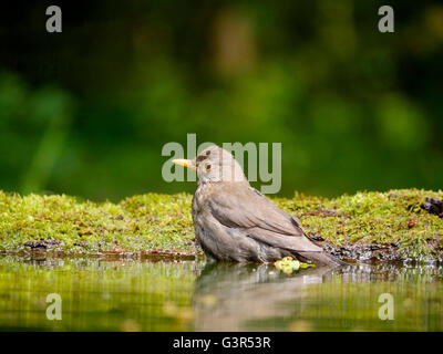 Merlo, Turdus merula, unica donna in acqua, Ungheria, Maggio 2016 Foto Stock