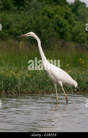 Airone bianco maggiore, Ardea alba, singolo uccello in acqua, Ungheria, Maggio 2016 Foto Stock