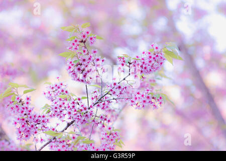 Sakura fiore che sboccia blossom in montagna Pangkhon Chiang Rai, Thailandia Foto Stock