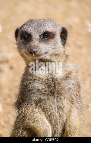 Close up di un Meerkat su guarda il dazio. Foto Stock