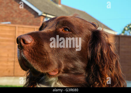 Inglese Springer Spaniel, marrone e fegato, marrone e bianco, canino, Gun Dog, energico, attivo, lavoratore duro, lavoro sul campo, attento desideroso, bello, animale domestico Foto Stock