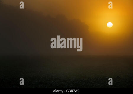 Tramonto a un campo di agricoltura, Lac du Der, Haute Marne, Francia. Foto Stock