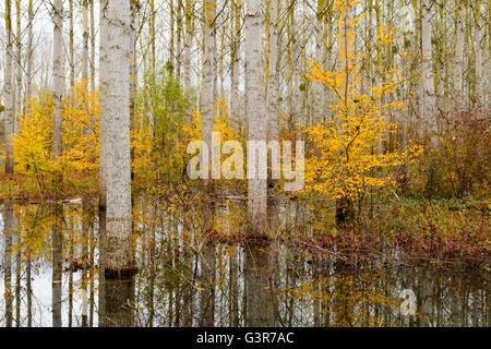 Alberi con la caduta delle foglie e la riflessione in acqua, lac du der, Haute Marne, Francia. Foto Stock