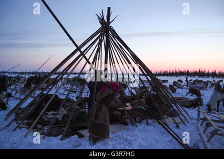 Nenets reindeer herders installare chum in luogo di un nuovo campo nomadi. Penisola di Yamal. Foto Stock