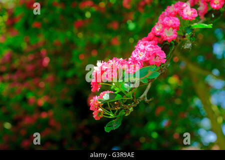 Biancospino IN FIORE Foto Stock