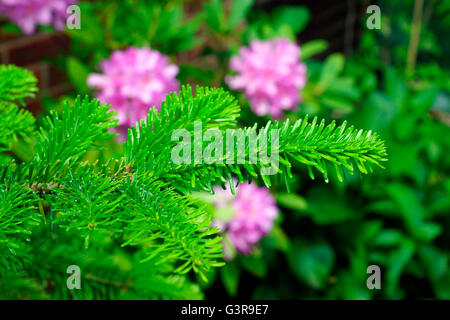 Nuovo ramo di conifere Foto Stock