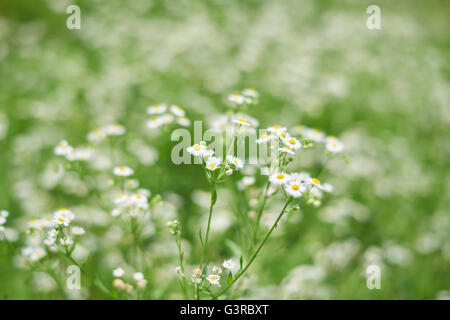 Un'immagine ravvicinata di piccoli fiori di colore bianco con una grande profondità di campo per una bella abstract al di fuori della messa a fuoco lo sfondo. Foto Stock