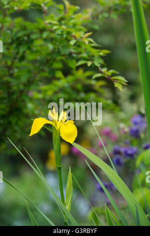 Iris pseudacorus. Bandiera gialla iris Foto Stock