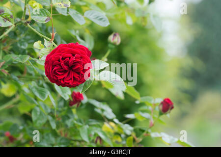 Rosa "Cumberland'. Arrampicata red rose Foto Stock