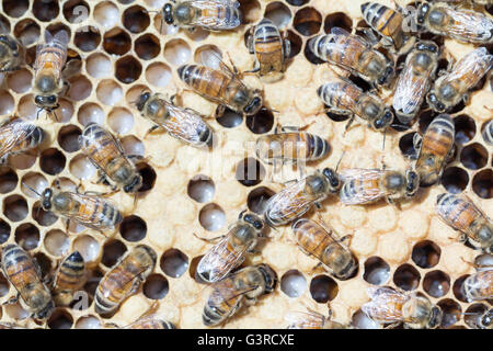 Close up di alveare di telaio di covata, con larve, tappate ape operaia e covata api infermiere tendendo le cellule. Foto Stock