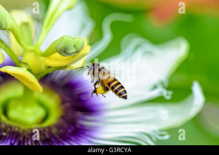 Bee sorvolano le esotiche bel fiore di Passiflora Foetida o Wild Maracuja di nettare e di polline Foto Stock